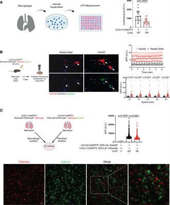 Macrophage Cx43 Is Necessary for Fibroblast Cytosolic Calcium and Lung Fibrosis After Injury